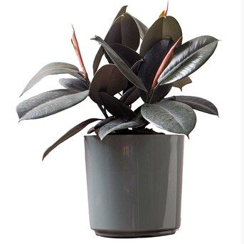Costa Farms Burgundy Rubber Plant House Plant in 1-Pack Planter | Lowe's