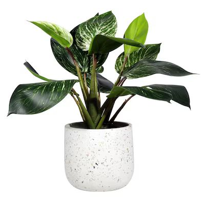 Origin 21 12-in Green Indoor Artificial Dieffenbachia Plants Lowes.com | Lowe's