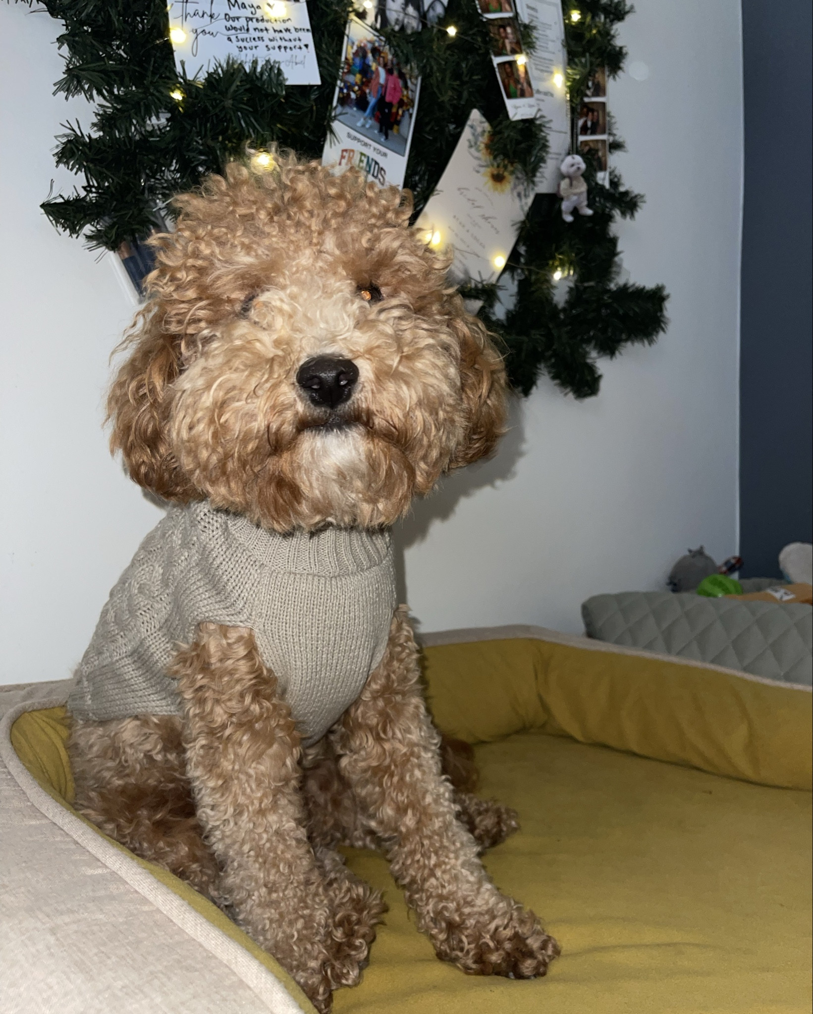 Chai’s sweater is size small for reference

#LTKStyleTip #LTKHoliday #LTKGiftGuide