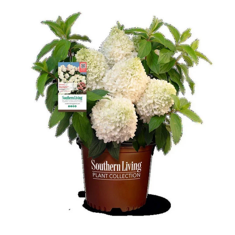 SL Hydrangea Sweet Starlight (2 Gallon) Shrub, Outdoor, Evergreen | Walmart (US)
