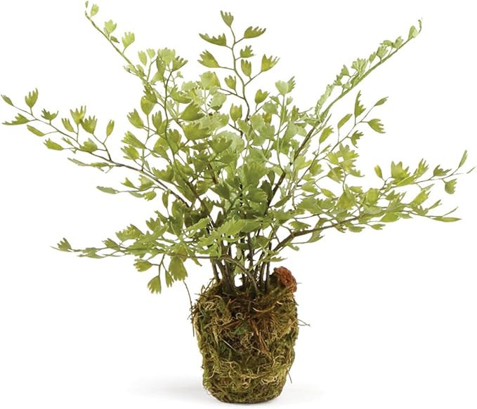 NAPA Home & Garden Conservatory Maidenhair Fern Drop-in 9" | Amazon (US)