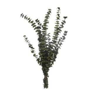Kelly Green Dried Eucalyptus Bundle by Ashland® | Michaels Stores