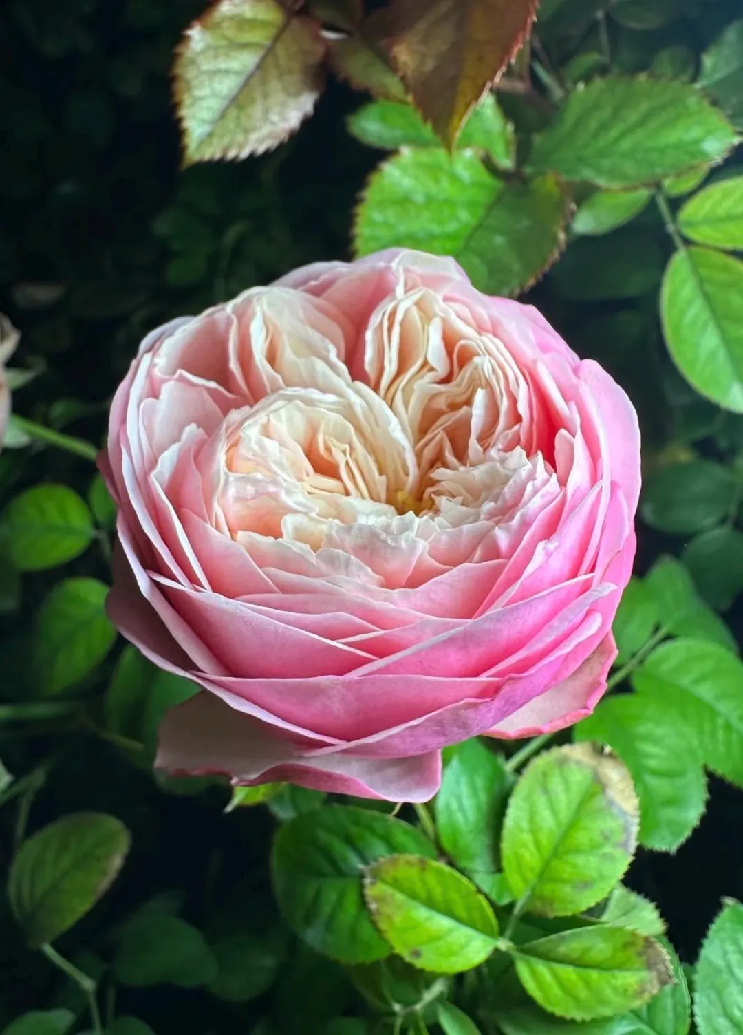 Royal Blush — Rare Rose Live Plant — Soft Blush Pink Creamy Center — VIP Netherlands Floris... | Etsy (US)