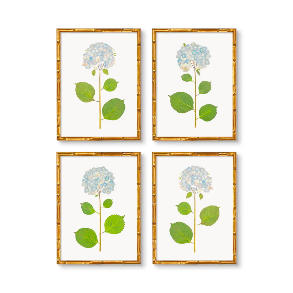Live Hydrangea Set of 4 | Urban Garden Prints