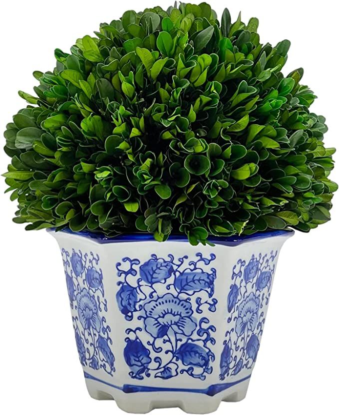Galt International Naturally Preserved Boxwood Topiary Ball in Hexagon Hand Painted Blue & White ... | Amazon (US)