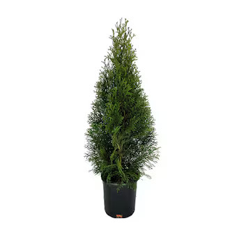 $13.87
        
        
        $13.87Per Square Foot pricing is based on the area of a flat sur... | Lowe's
