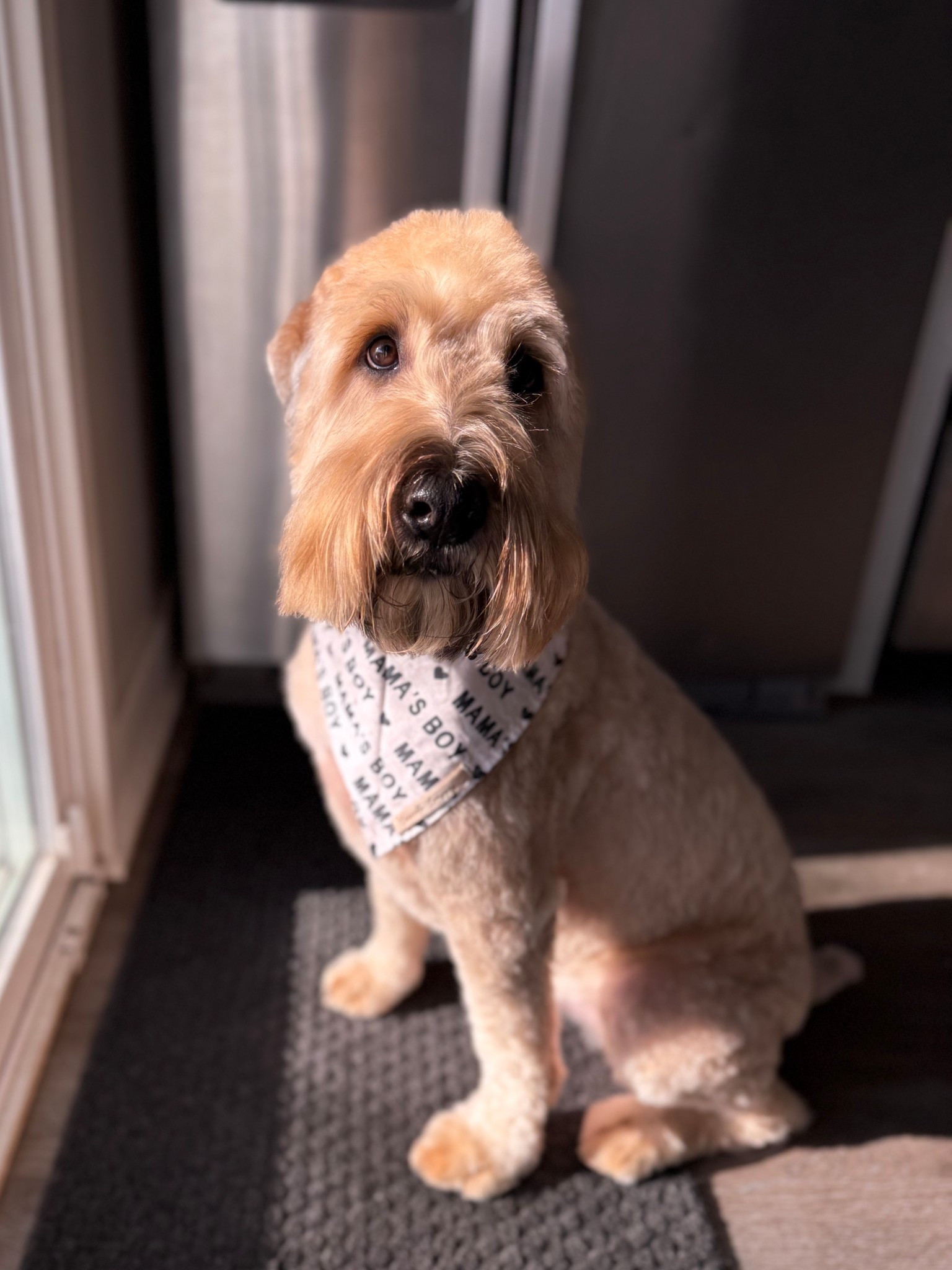 How cute is this Mama's Boy dog bandana 🤍💗 for Valentine's Day!  

Can't find exact but linked some cute Valentine's Day dog bandana's!  

#LTKValentine #LTKSeasonal