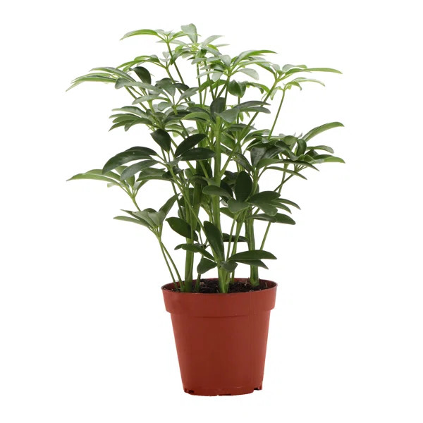 13" Live Arboricola Plant | Wayfair North America