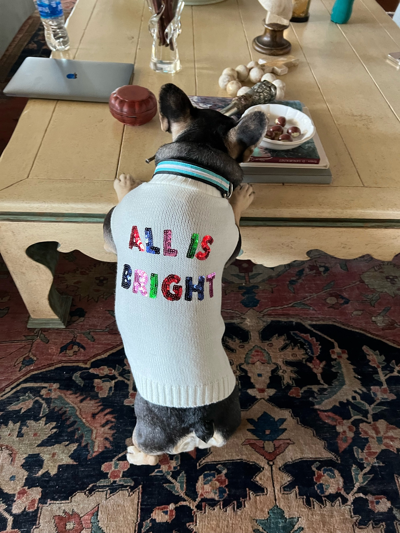 Darling dog sweater for the holidays! She’s in the small. 

#LTKGiftGuide #LTKunder50 #LTKHoliday