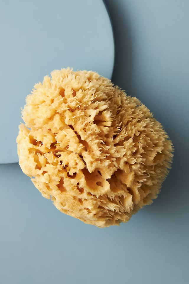 Mer-Sea & Co. Live Well, Be Well Sea Sponge | Anthropologie (US)