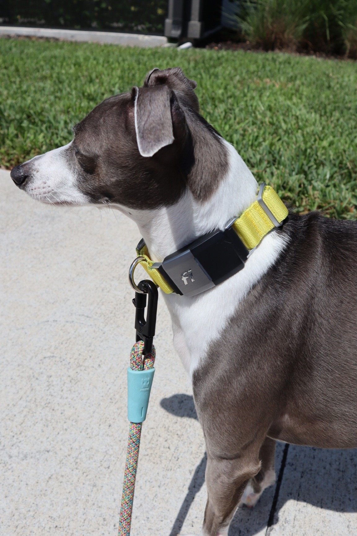 This dog collar does it all!
Amazon Favorites, amazon finds, amazon must haves, amazon essentials, amazon under $50, amazon under $100, amazon dog, amazon made me buy it, found it on amazon 

#LTKsalealert #LTKunder50 #LTKunder100