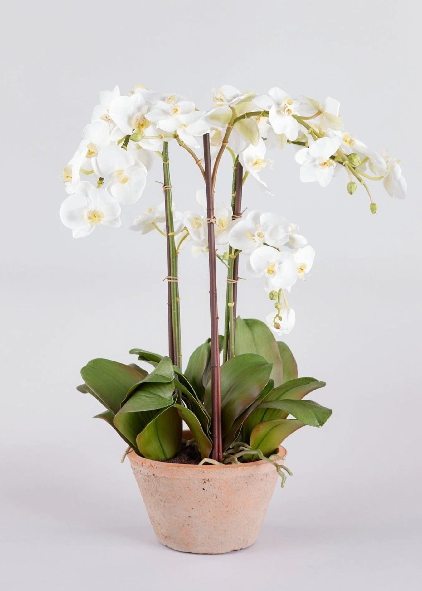 Potted Orchid Plant in White | Faux Flower Arrangements at Afloral.com | Afloral