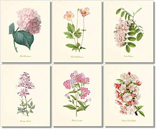 Vintage Pink Flower Art Prints - Botanical Wall Decor - (Set of 6) - 8 x 10 - Unframed | Amazon (US)