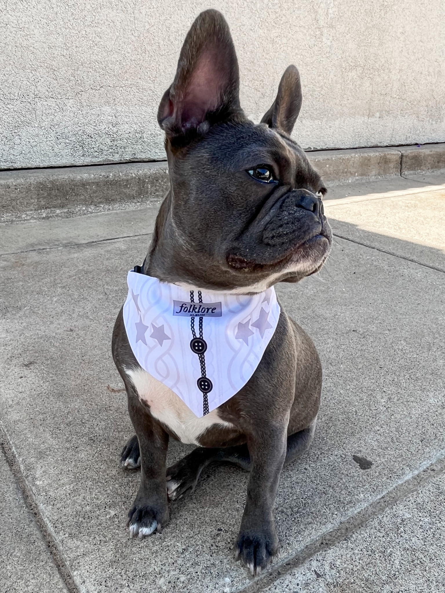 Folklore Cardigan dog banana 🐾
Taylor Swift inspired dog bandana 🖤🫶🏻✨

#LTKunder50 #LTKFind #LTKstyletip