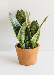 Small Fake Snake Plant in Terracotta Pot - 14" Tall | Afloral (US)