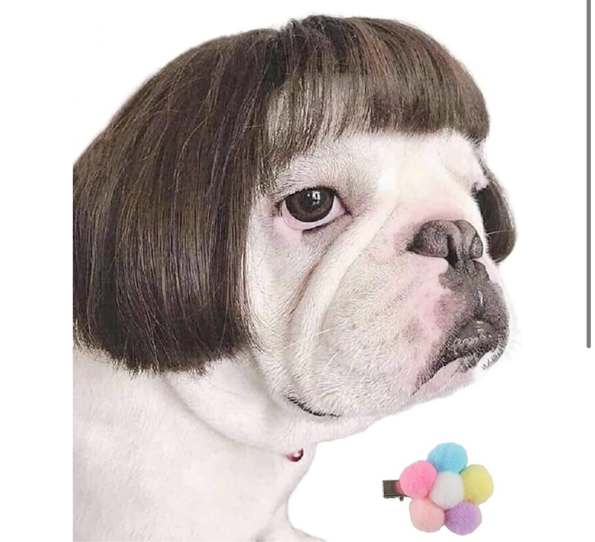 Dog wig 