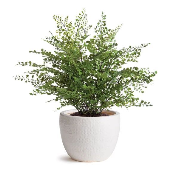 Cely White Ceramic Outdoor Pot Planter | Wayfair North America