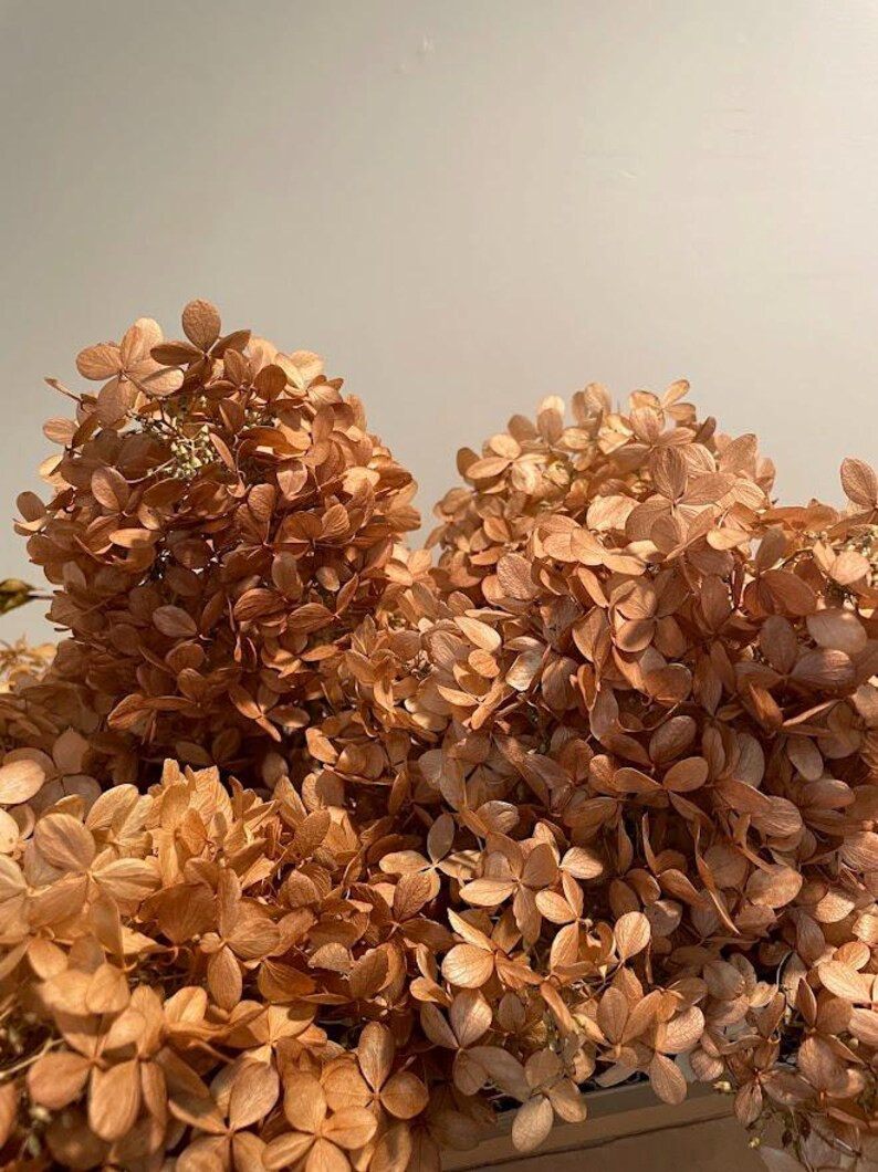 SM/MD Bouquet Desert Orange Hydrangeas - Etsy | Etsy (US)