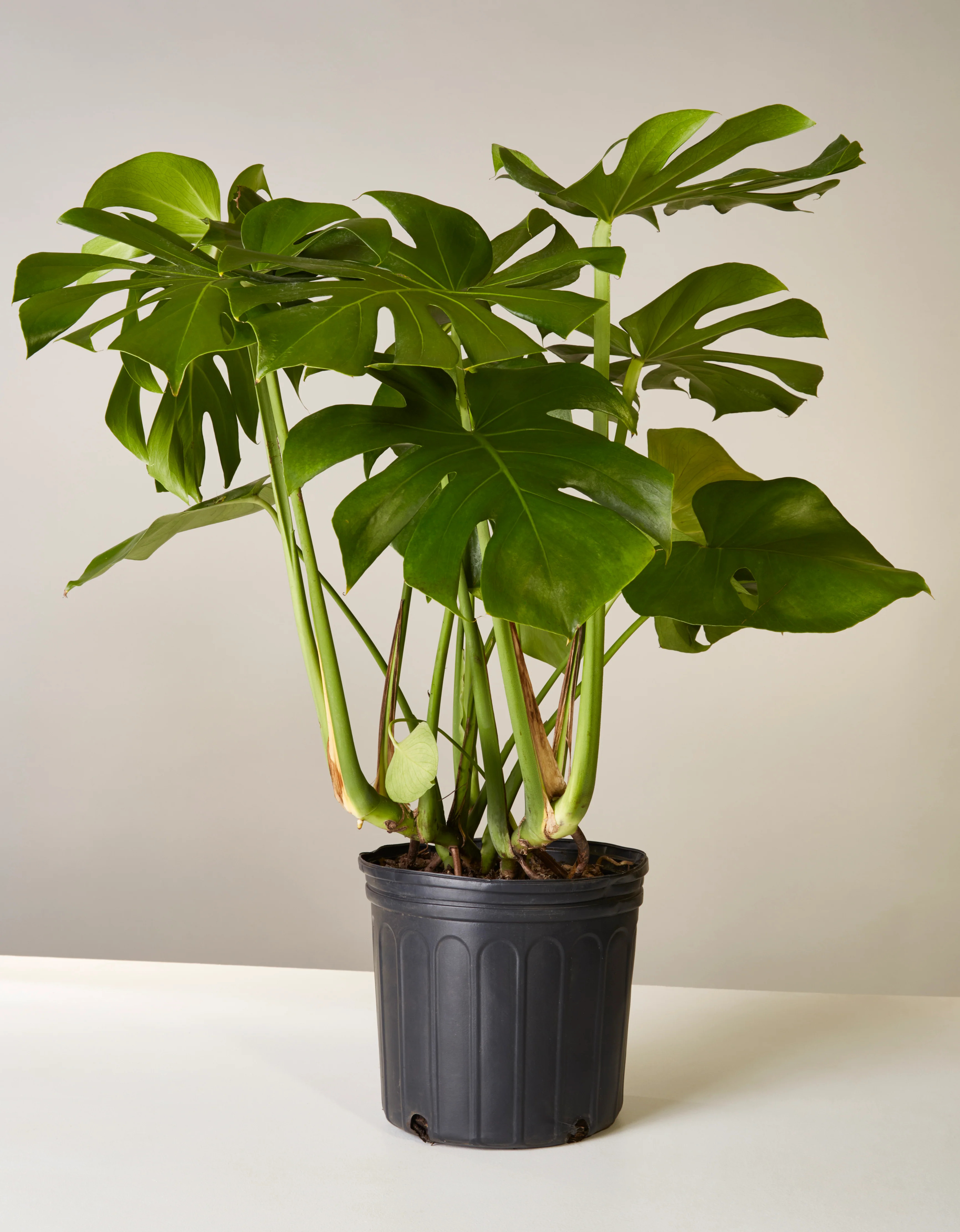 Monstera Deliciosa | Tropical Indoor Plants & Houseplants | The Sill | The Sill