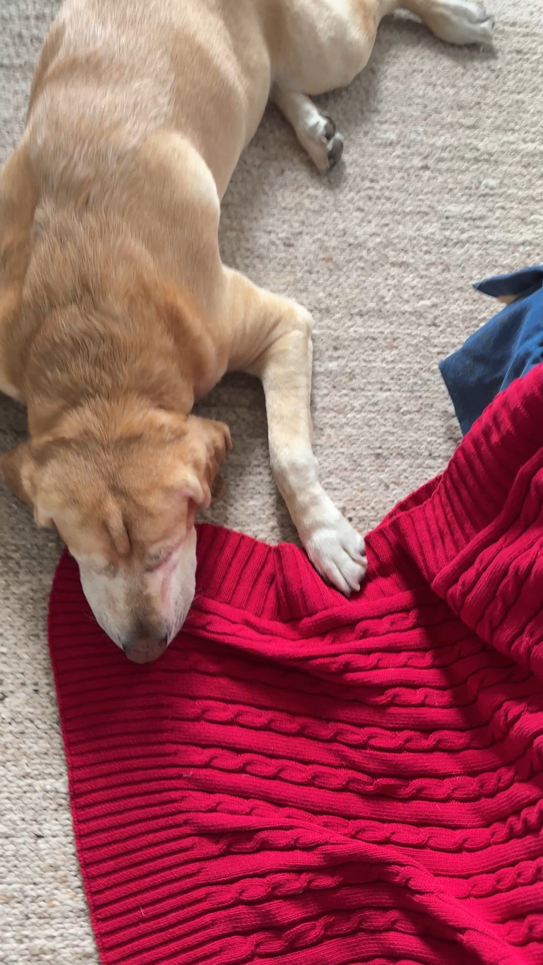 Beautiful throws. Red throw blanket . Home decor. Traditional home style .home decor idea. Ownkoti Wine color cotton sofa blanket .

#ltkfinds

#LTKHome