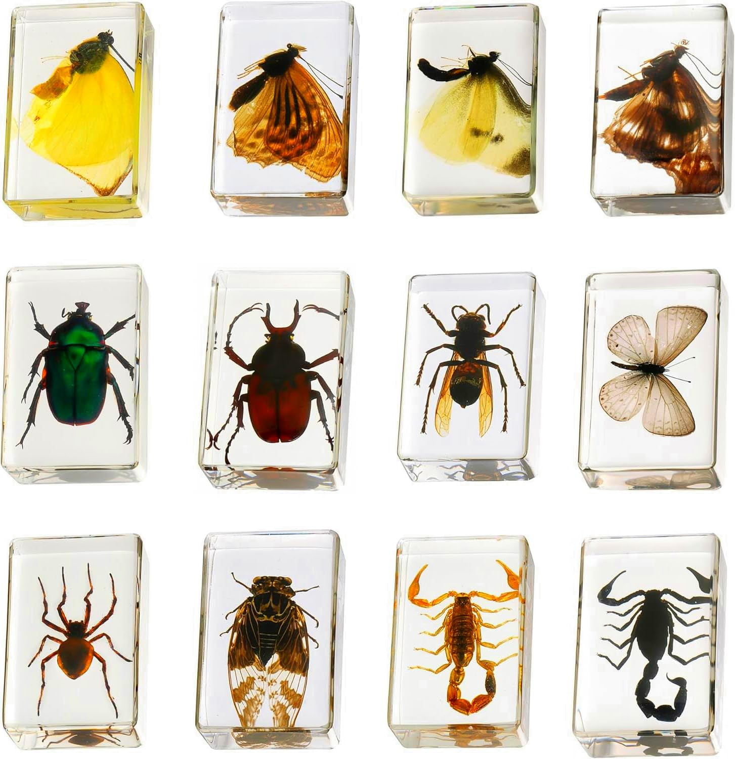 12 Pcs Insect in Resin Collection - Educational Bugs Specimen Set for Kids, Perfect for Preschool... | Amazon (US)