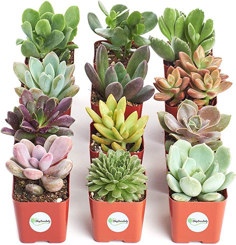 Shop Succulents | Unique Live Plants, Hand Selected Variety Pack of Mini Succulents | Collection ... | Amazon (US)