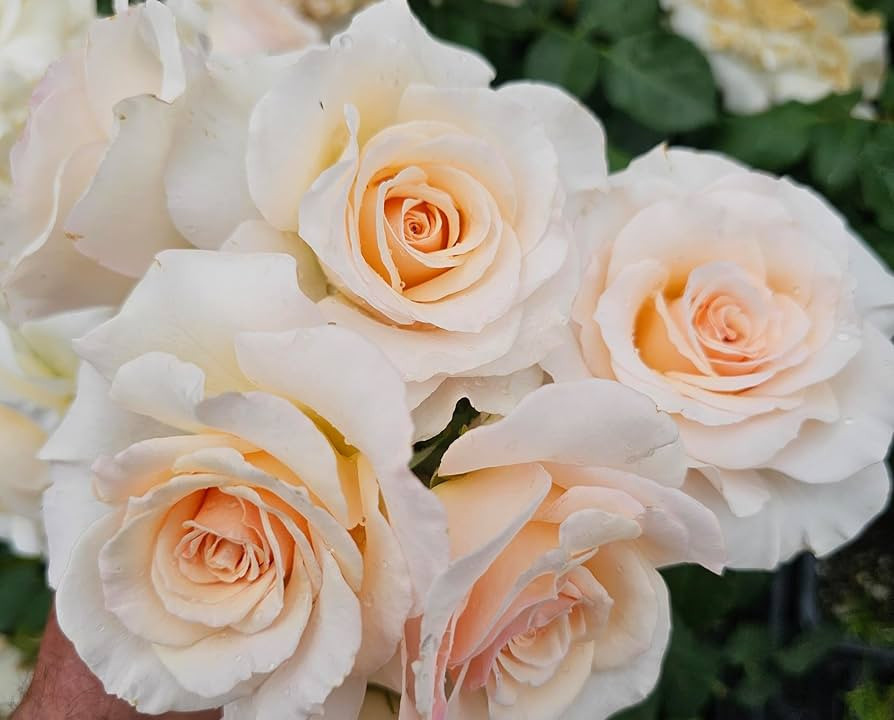 French Lace Rose Bush, Rose Bushes Ready to Plant, 2 Quart Pot, Plant Gifts, Roses Live Plants (W... | Amazon (US)