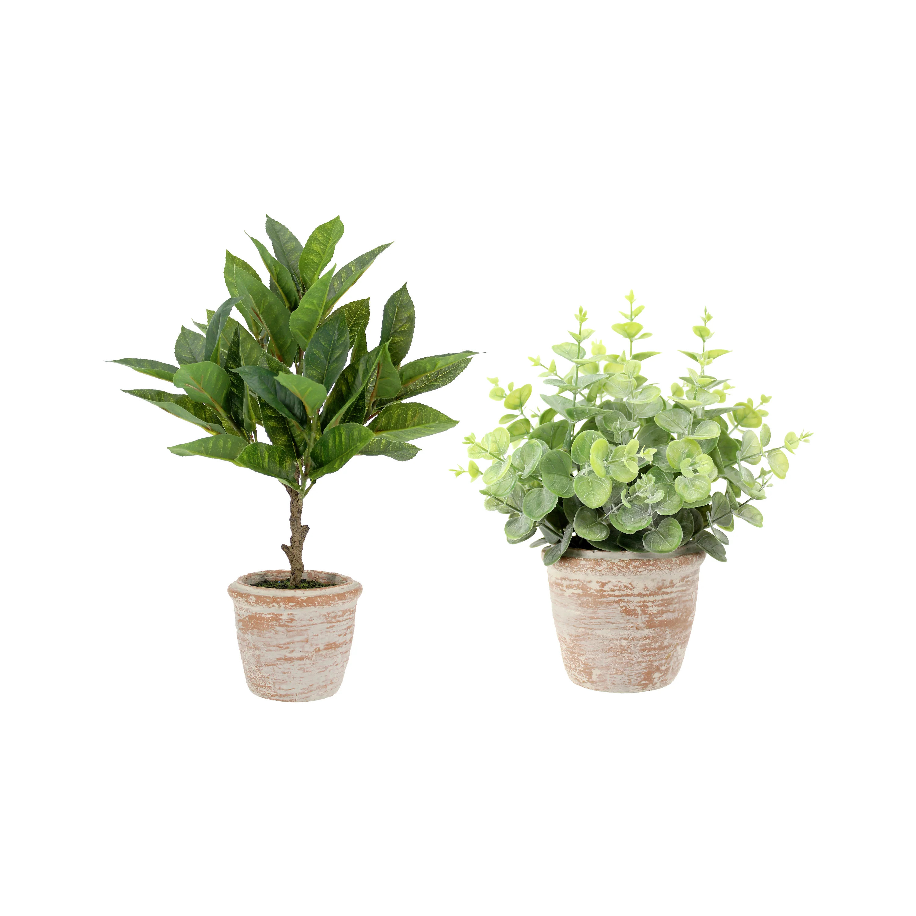 10" Eucalyptus & 16" Citrus Topiary Set | CG Hunter