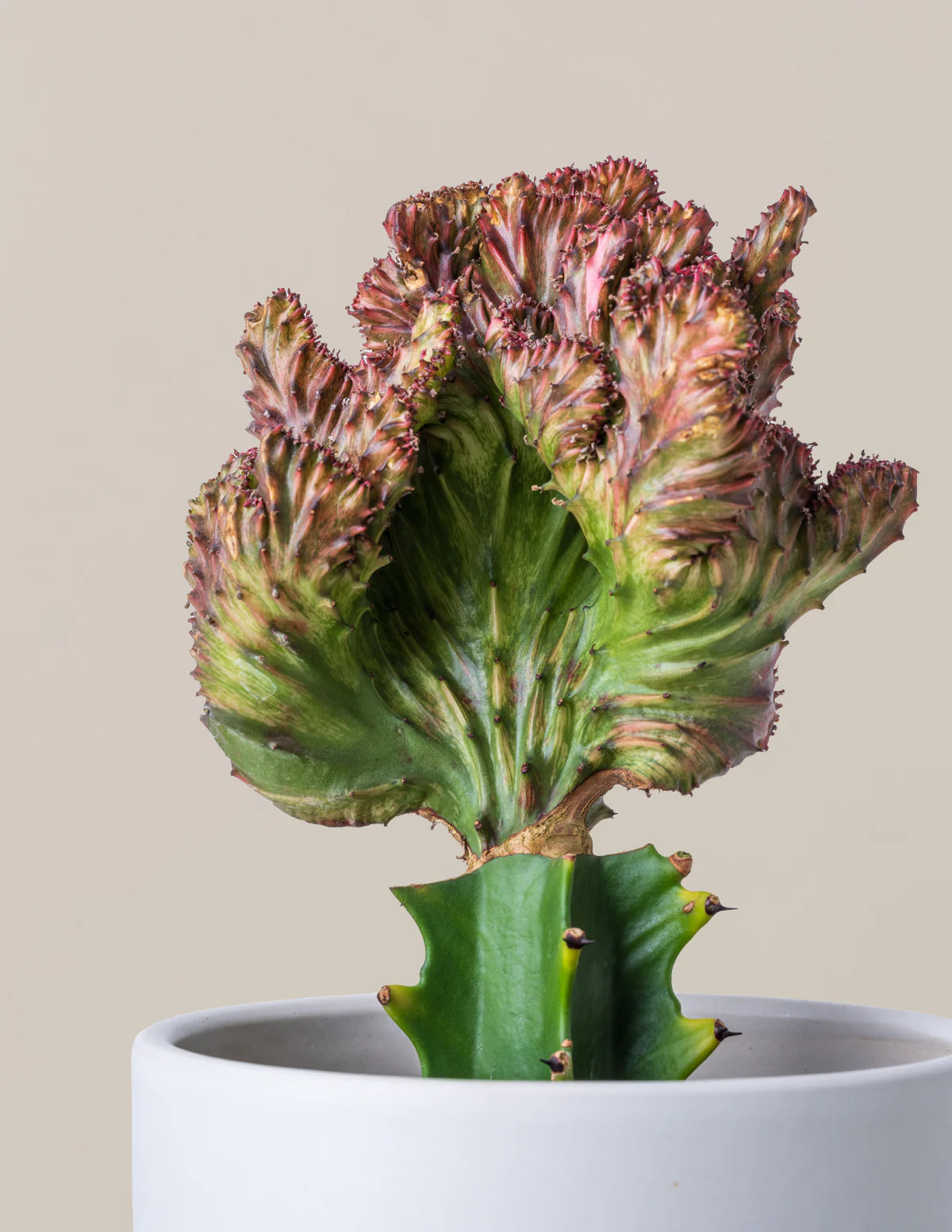 Mermaid Tail Cactus | The Sill