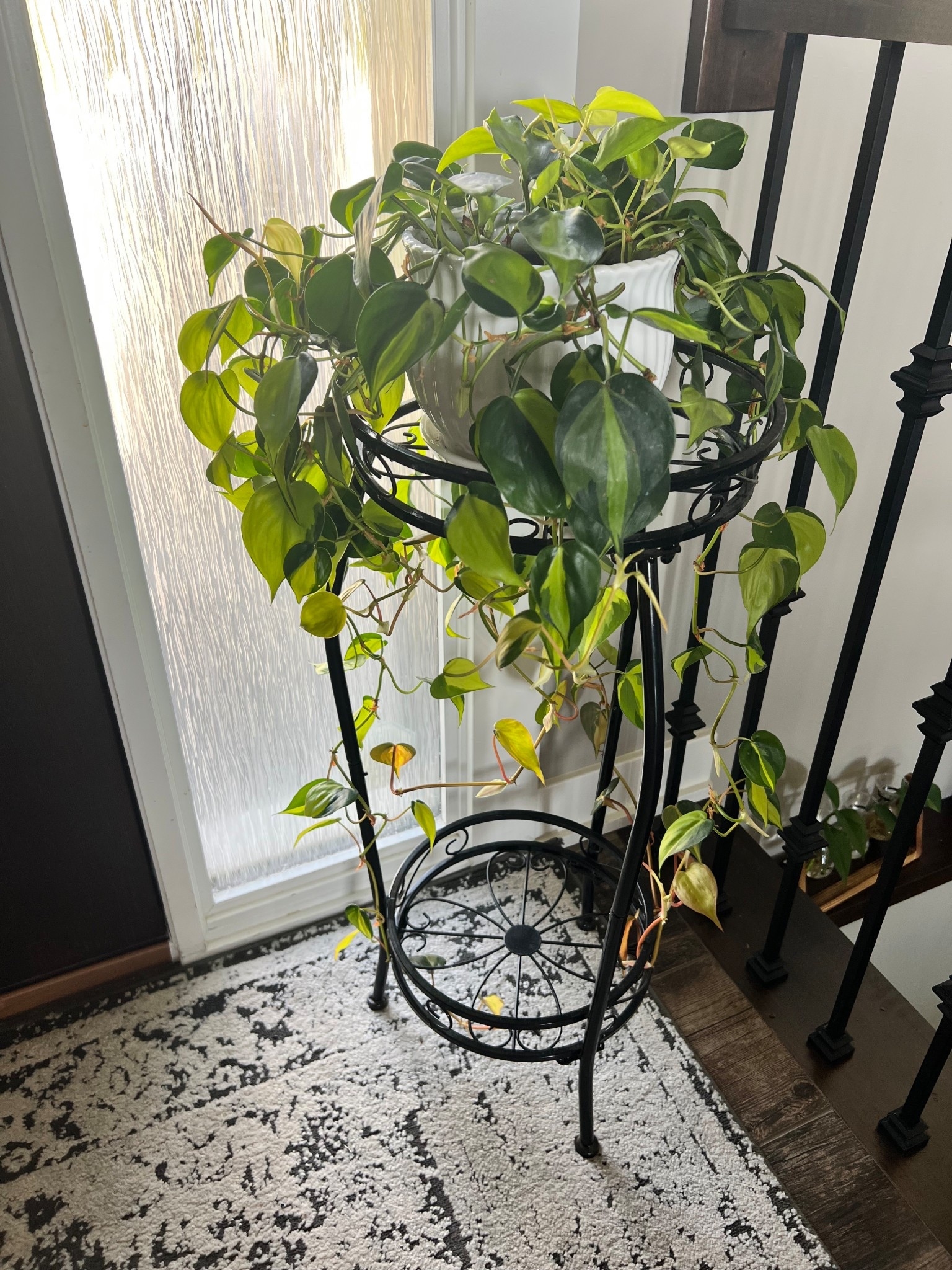Black plant stand. 

#plant #stand #indoor #outdoorr

#LTKHome