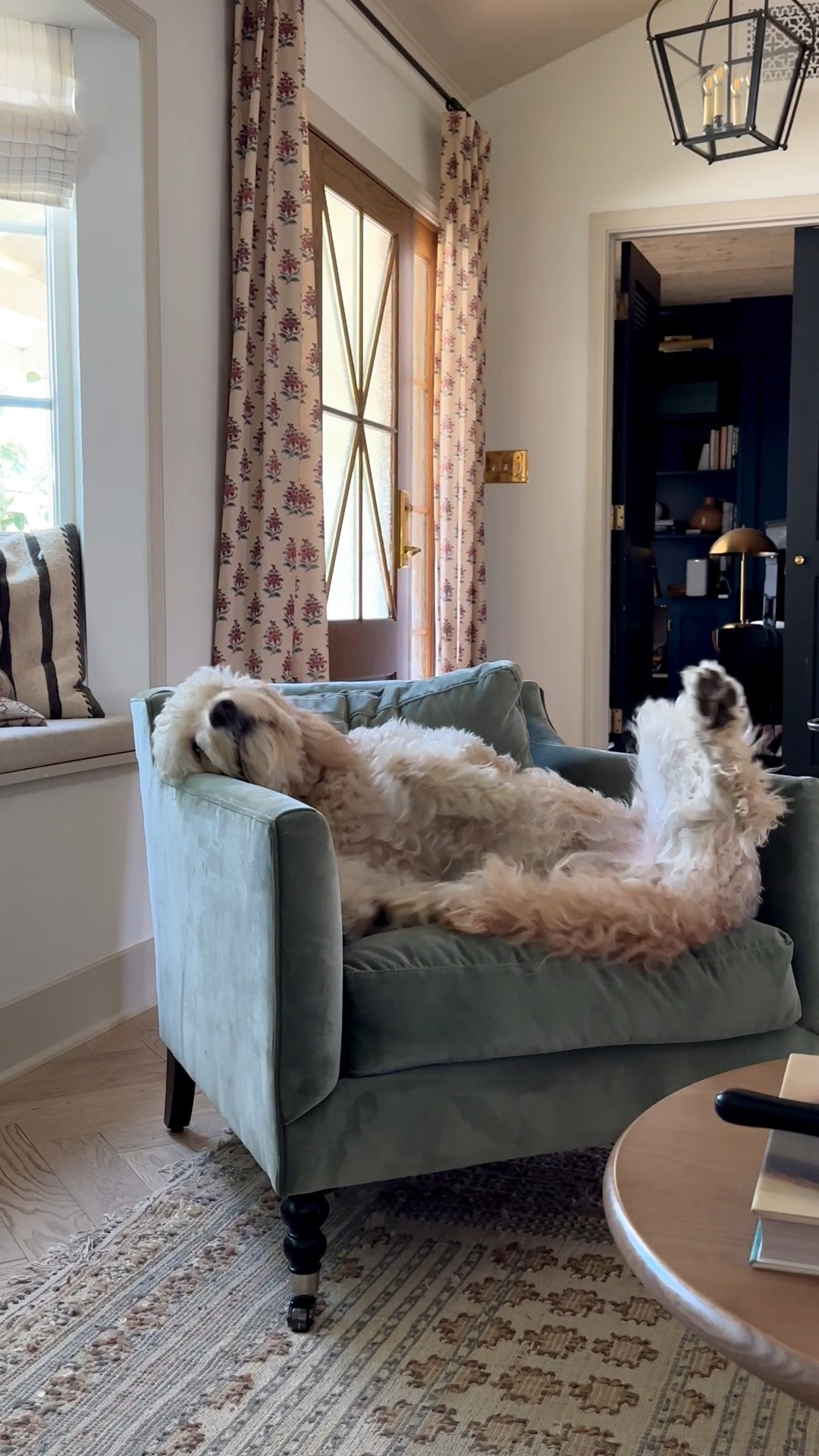Happy National Dog Day to my sweet Pisco! 🐶❤️ Who remembers his former favorite chair?

#LTKHome #LTKdayinmylife #LTKmomlife