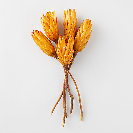 Preserved Repens Bunch | Terrain