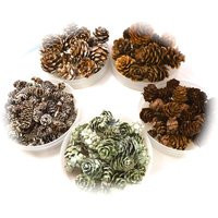 Miniature Pine Cones ~ Terrarium Accessory Make Choice At Checkout 5 Pinecone Varieties To Choose From - Crafting Supply | Etsy (US)