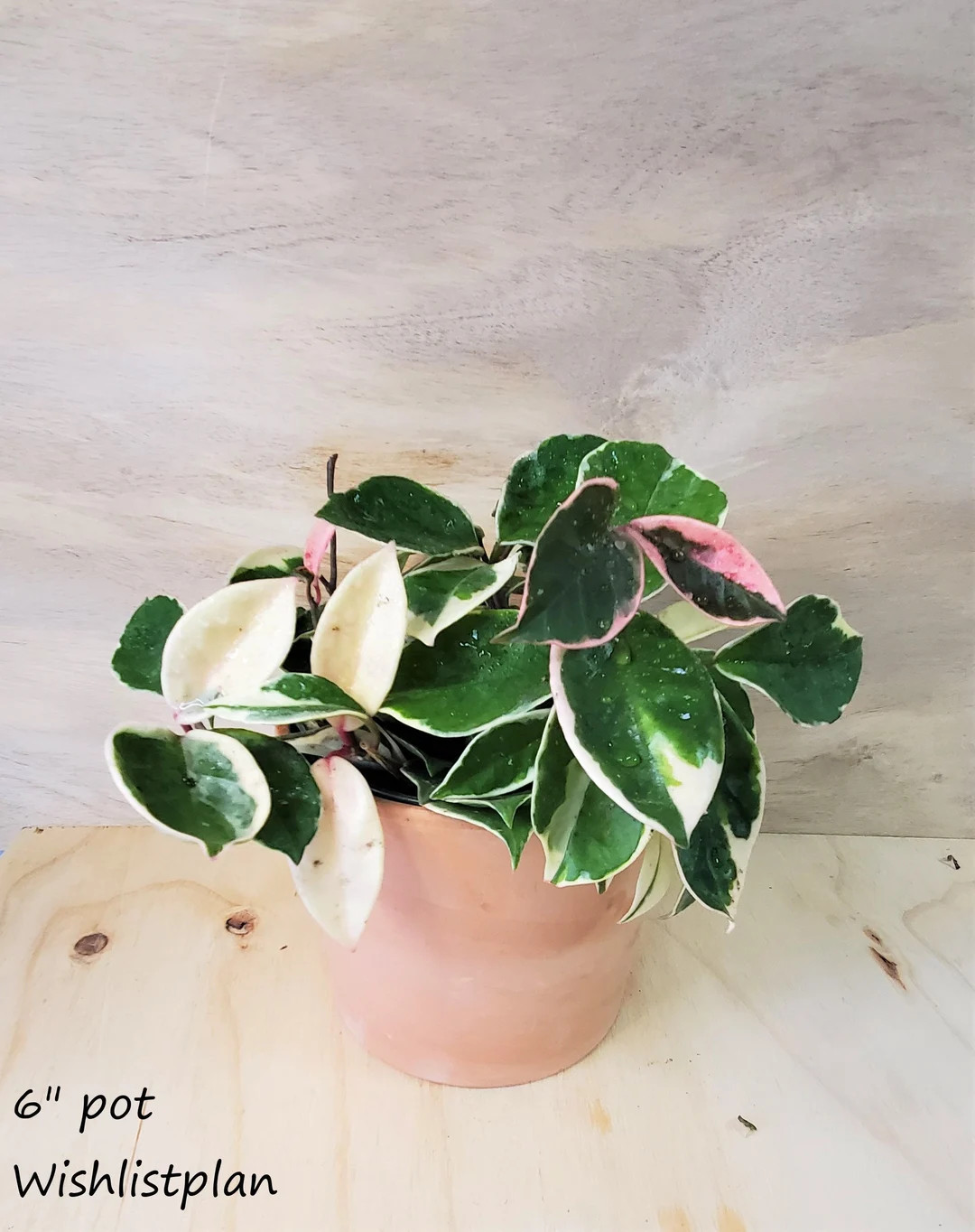 Hoya Tricolor Carnosa Krimson Queen Variegated live plant -in 3",4",6" or 8" pot also available i... | Etsy (US)