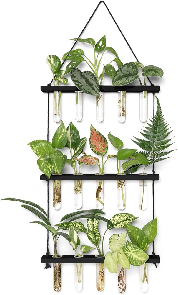 Mkono Plant Propagation Tubes, 3 Tiered Wall Hanging Terrarium with Wooden Stand Test Tube Flower... | Amazon (US)