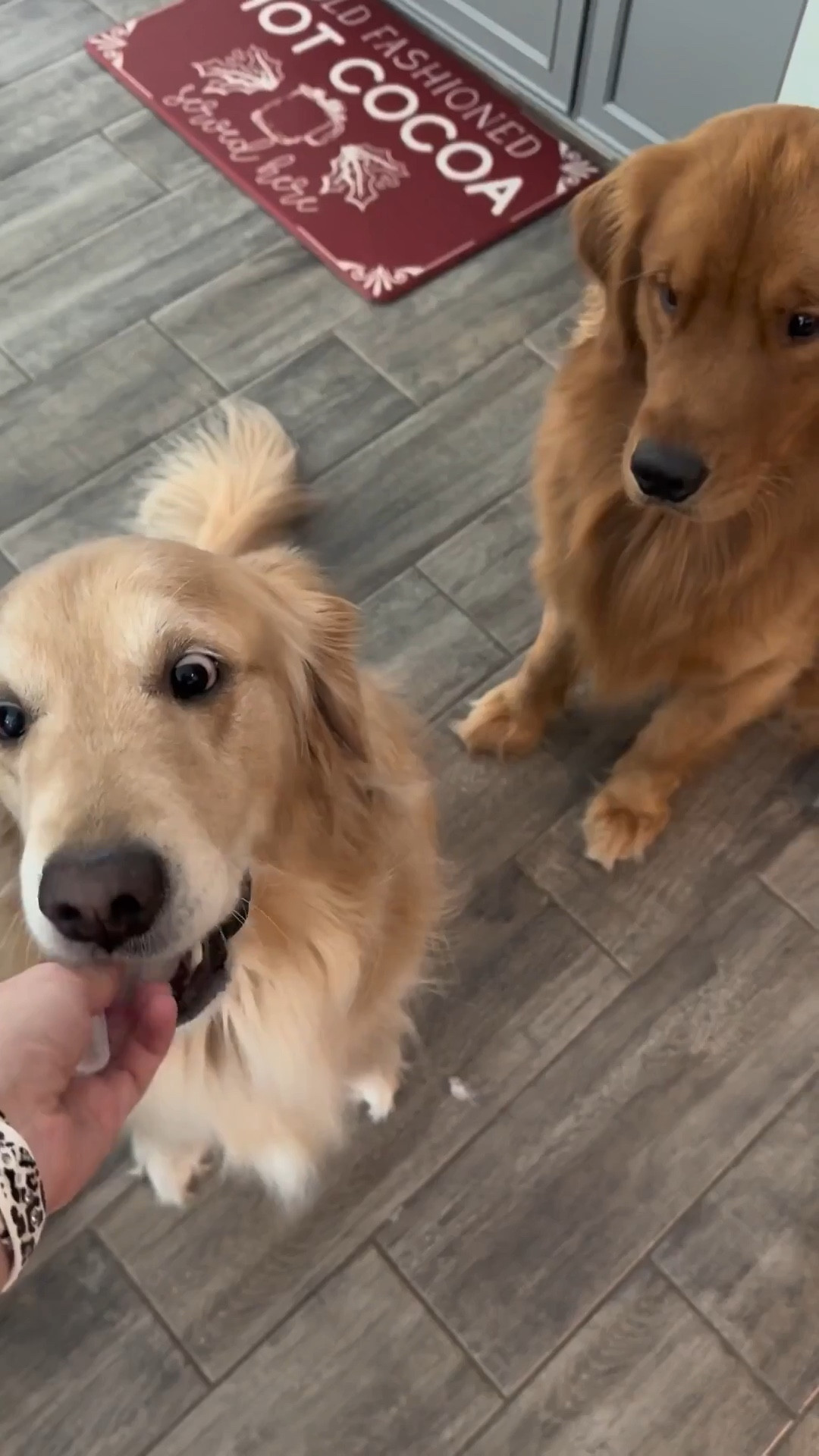 sunday slow down 🫶🏼

fresh sheets, clean home, a little Costco run, golden cuddles, dinner made 🍝🍷
shower, comfort show on, pups by my side 🐶🤍

 the week ending soft and cozy 🏡😌

#softsunday #slowliving #cozyhome #goldenretrieverlove #minivlog #homebodyvibes #weeklyreset