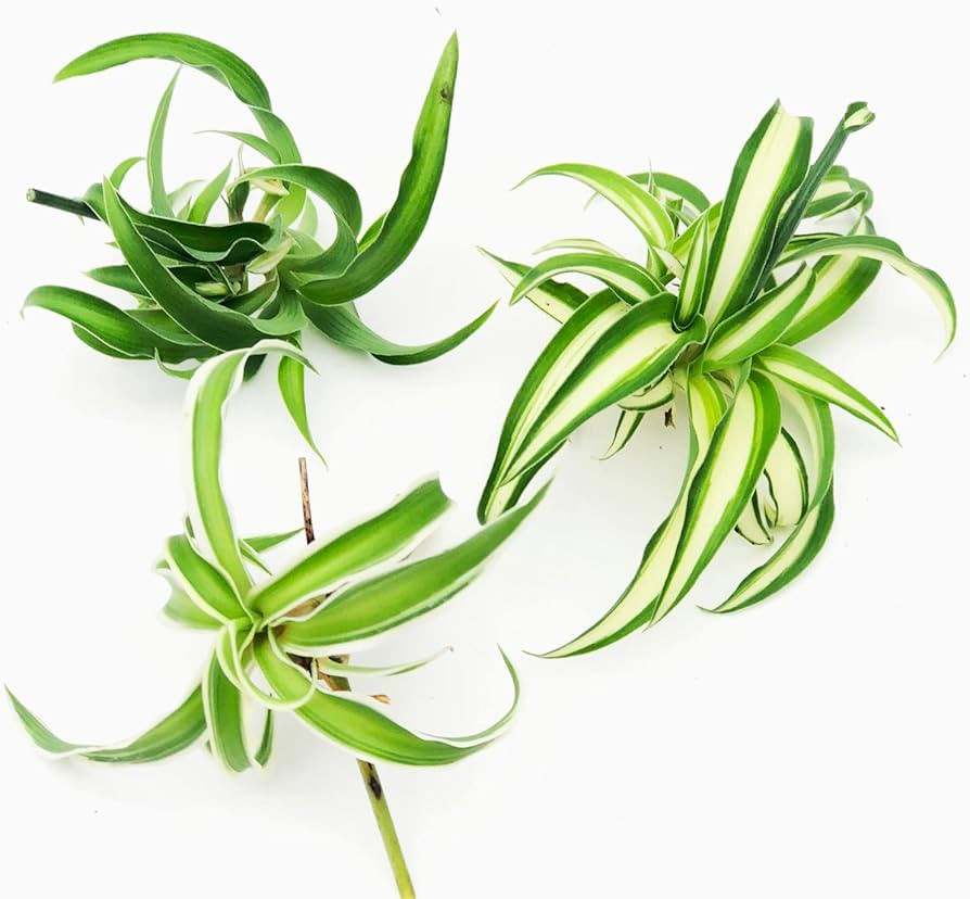 Spider Plant Trio - Three Spider Plant Cuttings - Vittatum, Shamrock and Reverse Variegated - Air... | Amazon (US)