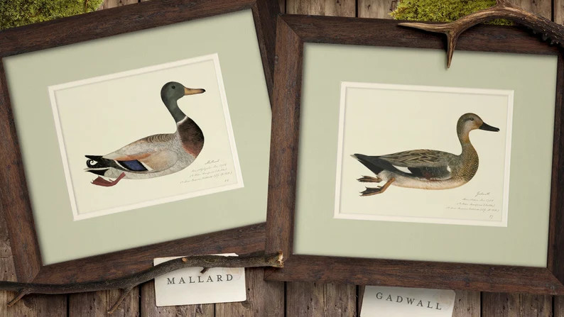 Vintage 18th C. Framed Duck Paintings, Rustic Art Prints for Boy's Room Nursery Lake House or Off... | Etsy (US)