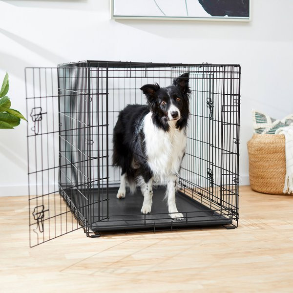 FRISCO Fold & Carry Double Door Collapsible Wire Dog Crate, L: 42-in L x 28-in W x 30-in H - Chew... | Chewy.com