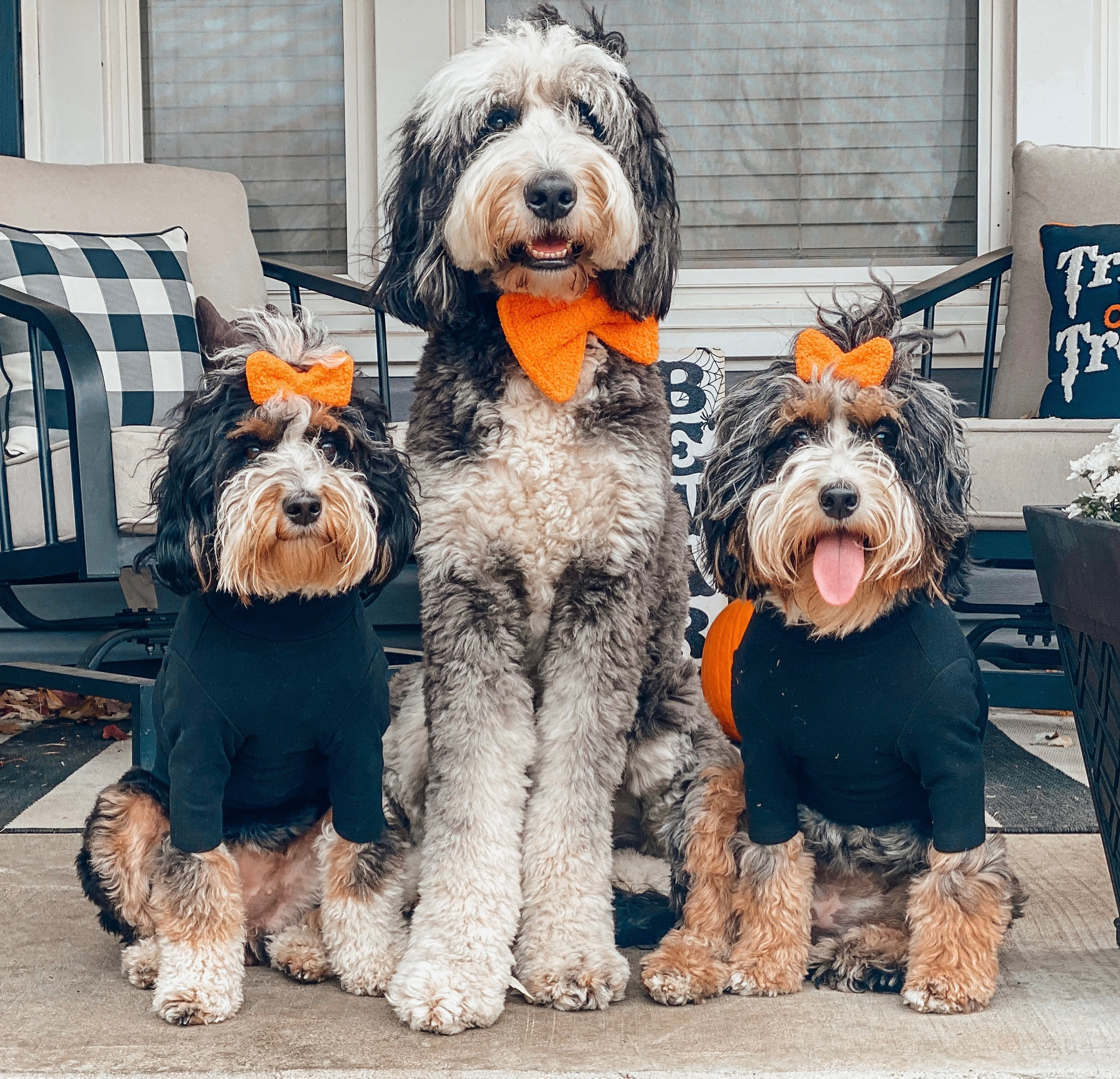 Last year we were just a gang of 3 for Halloween 🎃 looking forward to celebrating my favorite holiday as a 5 dog family🥰 

Shop our turtlenecks at @archieandwinstondoggoods use code BARNEYWINNIE15 to save 🤑

Bows/Bow-ties from @wildandtailored, mention @doodlesbynature at checkout please 🥰

I also linked similar finds on our LTK. Link in bio🥰


#halloweendog #halloween #cutestdogsever #besttimeoftheyear #dogswithstyle #ltkpet #ltkpets #ltkdog

#LTKHalloween #LTKfamily #LTKSeasonal