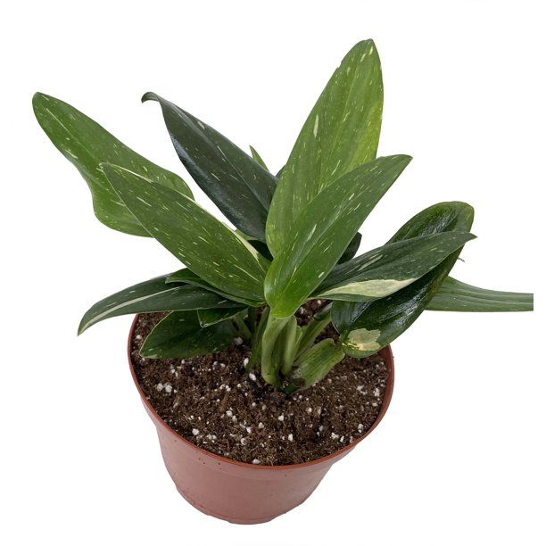 Rare Cobra Philodendron - Easy to Grow House Plant -6" Pot | Walmart (US)