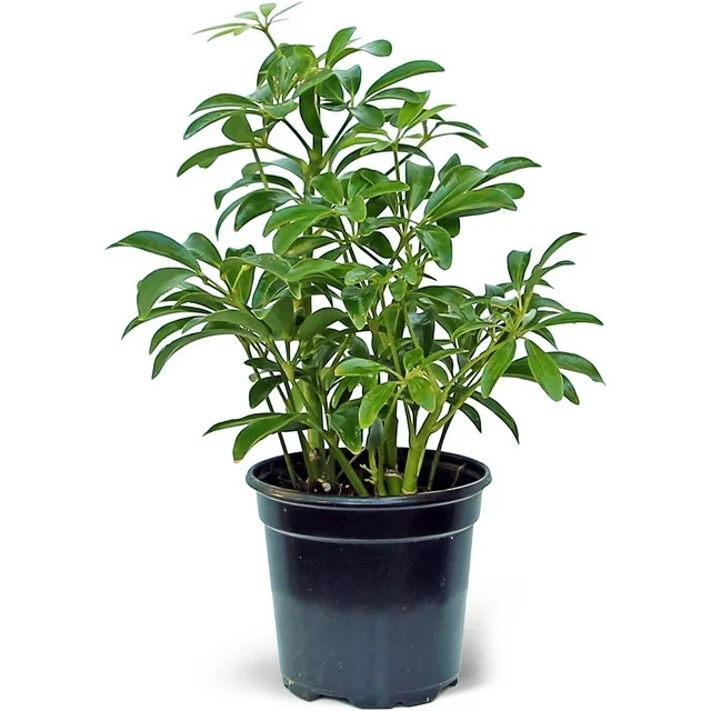 Live Hawaiian Schefflera Arboricola, Hawaiian Dwarf Umbrella Tree, Fully Rooted Indoor Plant, Eas... | Walmart (US)