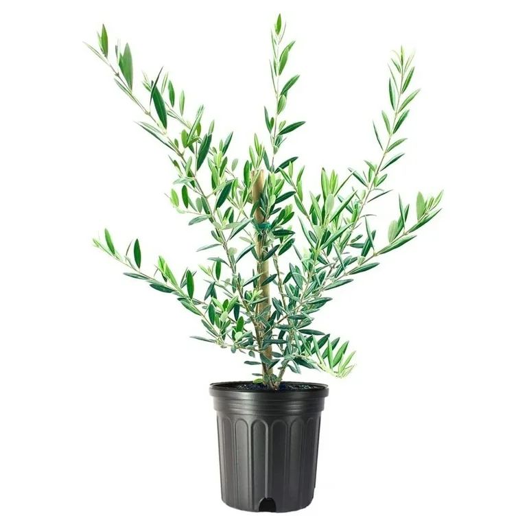 Arbequina Olive Tree - Beautiful Live Plant - 6 Inch Pot - Grow Your Own Olives Indoors - Olea Eu... | Walmart (US)