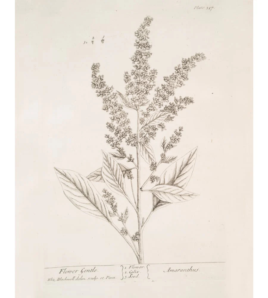 Amaranthus | Chasing Paper
