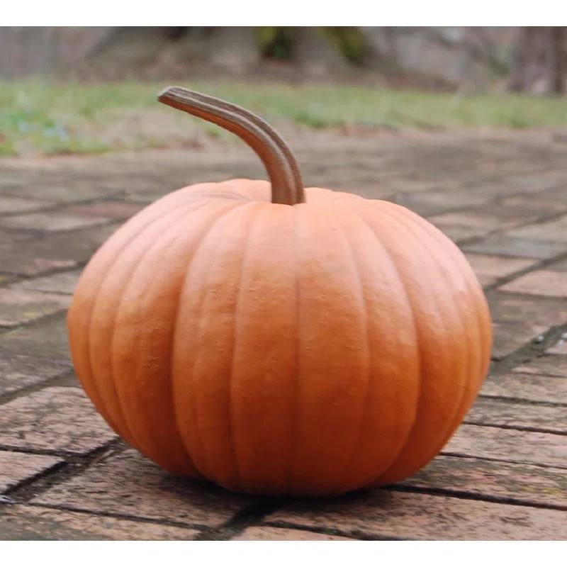 Long Stem Pumpkin | Wayfair North America