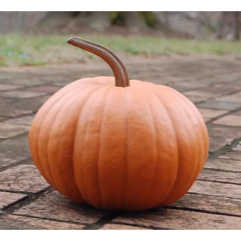 Long Stem Pumpkin | Wayfair North America