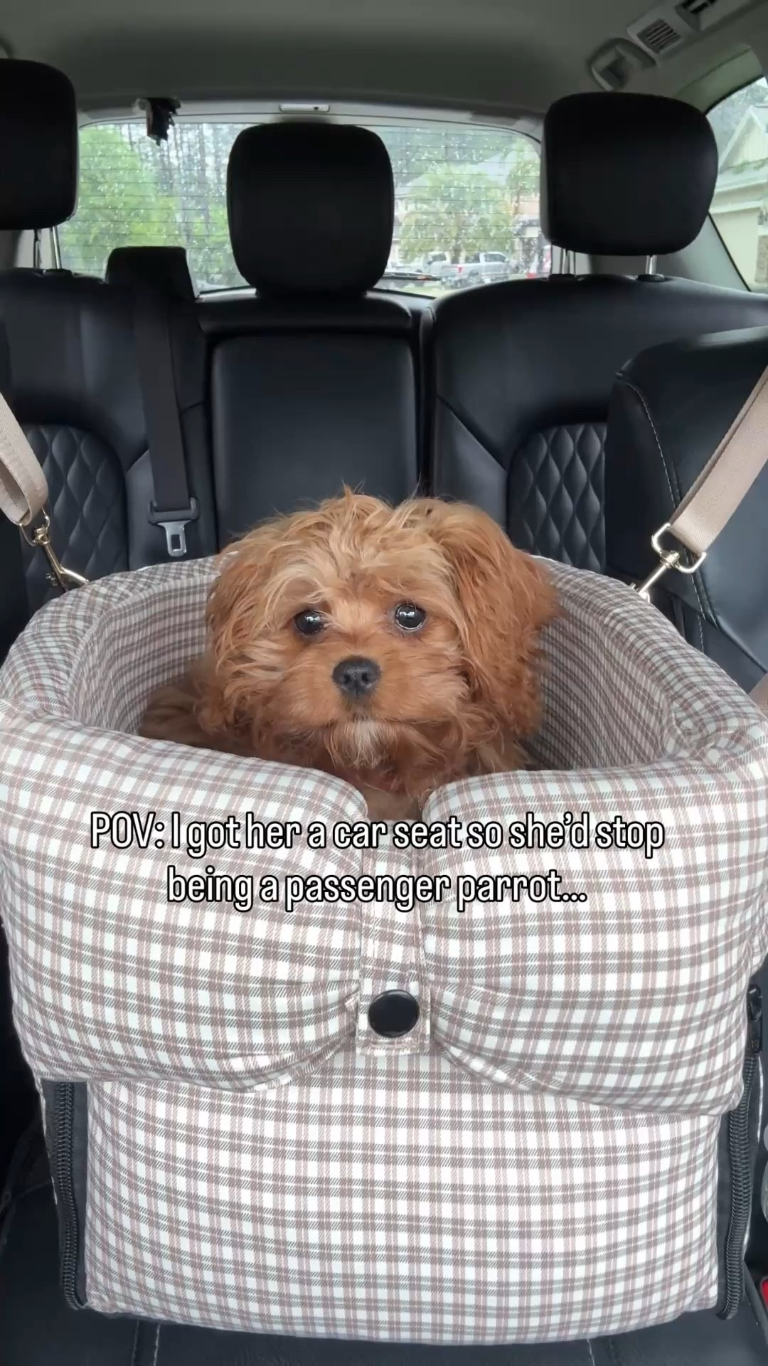 
From passenger parrot to passenger princess… but let’s see if she actually uses it. 

🎀 Love the bow detail on the front. This carrier hooks onto your head rest and the bottom straps onto the center console. There is also a clasp on the inside to hook to your pet’s collar.

#dogcarseat #cavapoo #puppyreels #dogsofinstagram  #petaccessories

#LTKTravel