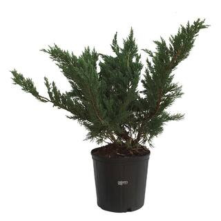 NATURE'S WAY FARMS juniper parsonii Live Outdoor Plant in Growers Pot Avg Shipping Height 2 ft. ... | The Home Depot