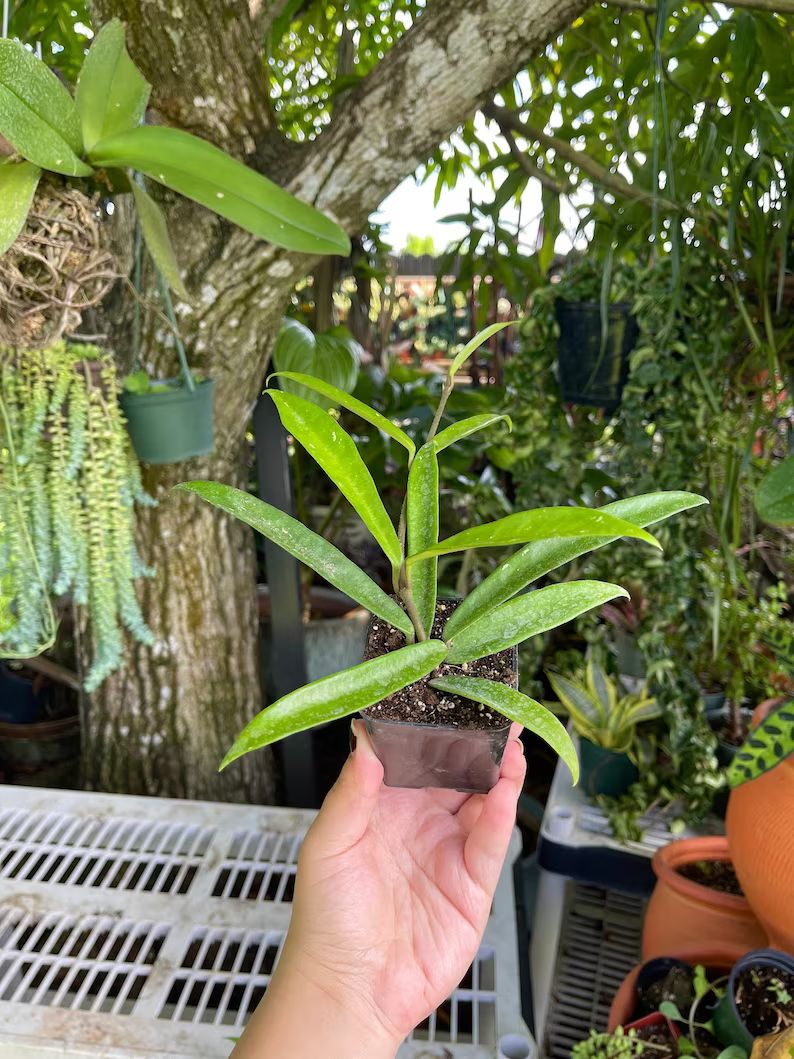 Hoya Minibelle Rare Succulent Live Plant | Etsy (US)