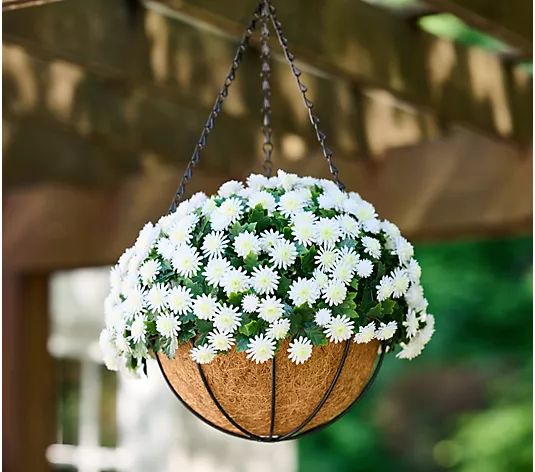 Wicker Park 14" Harvest Faux Mum Hanging Basket - QVC.com | QVC